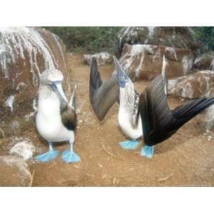  Blue Footed Booby, Elaborate Courtship Dance, Galapagos 