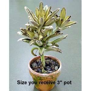  Chocolate Soldier Plant   3 Clay Pot   Kalanchoe   Easy 