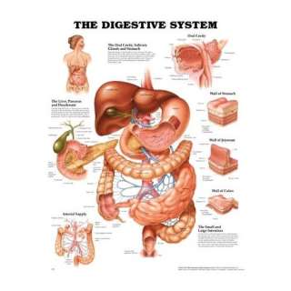 The Digestive System Anatomical Laminated Chart/Poster  