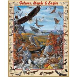  Falcons, Hawks & Eagles Jigsaw Puzzle 1000pc Toys & Games
