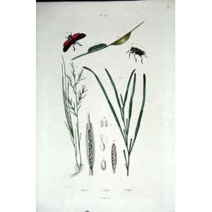  1839 H/C Natural History *720 Botanical Etc