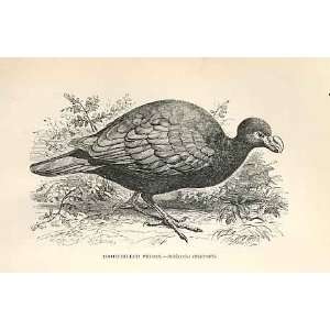  Tooth Billed Pigeon 1862 WoodS Natural History Birds 