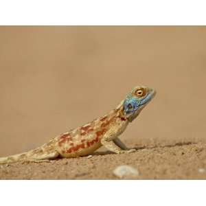 Male Southern Rock Agama, Kgalagadi Transfrontier Park, South Africa 