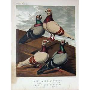  1874 Pigeon Short Faced Antwerps Silver Dun Birds
