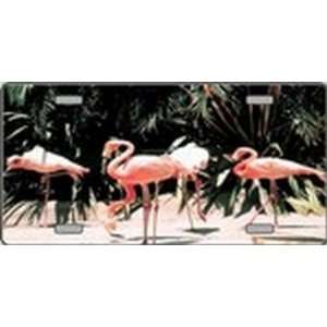 Pink Flamingos   Full Color Photography License Plates Plate Plates 