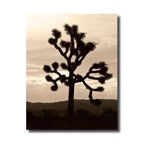 Yucca Brevifolia Iv Giclee Print 