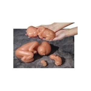  Fetus Model Set (4)
