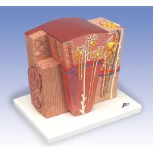  3B MICROanatomyâ¢ Kidney