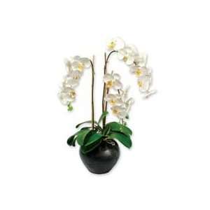  Baumgartens Products   Elegant Orchid, 10x10x25   Sold 