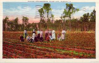 PLANT CITY, FL PICKING STRAWBERRIES 1937  