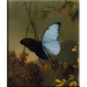   Morpho Butterfly 25x30 Streched Canvas Art by Heade, Martin Johnson