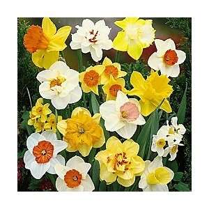  Hybridizers Daffodil Bargain Bag
