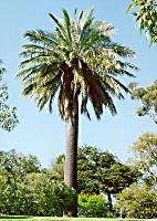 Chilean WINE Palm Largest Oldest Tree COLD HARDY 12F  