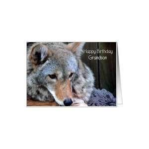  Happy Birthday, Grandson 17, Grey Wolf Card Toys & Games