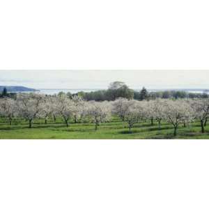 Cherry Trees in an Orchard, Mission Peninsula, Traverse City, Michigan 