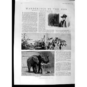  1892 Zoo Animals Elephant Chameleon Bear Hippopotamus 