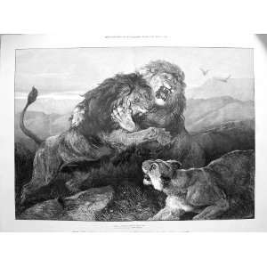  1873 Wild Animals Lions Tigers Fighting Heywood Hardy 