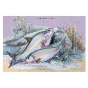  Carp Bream and Roach 24X36 Giclee Paper