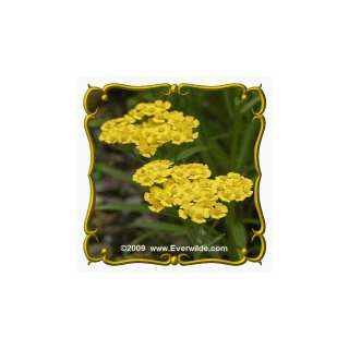  1 Lb Gold Yarrow (Achillea filipendulina) Bulk Wildflower 