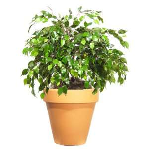 FICUS PLANT 36H