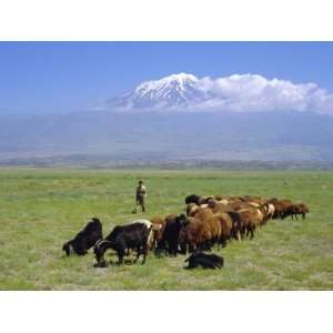  Herd of Goats and Goatherder in the Plains Beneath Mount 