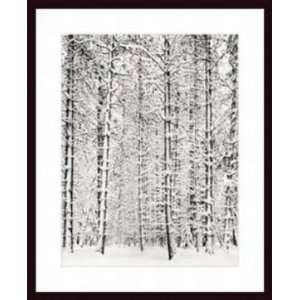   Adams Pine Forest in the Snow, Yosemite National Park Woo Home