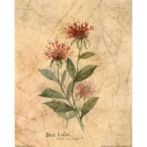  Flowering Herb Bee Balm Poster Print
