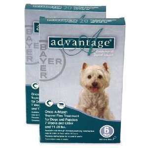  12 MONTH Advantage Flea Control Teal For Dogs 11 20lbs 