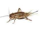 300 Live Adult Crickets for Fishing or Pet food