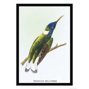  Hummingbird Trochilus Mellivorous Giclee Poster Print by 