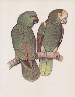 William T Cooper print Festive    Parrot  