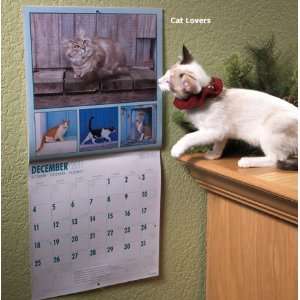    Maine Coon Cats 2011 Wall Calendar 12 X 12