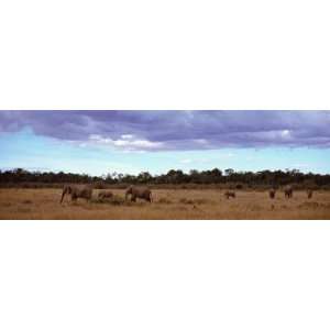 Elephants in Masai Mara National Reserve, Kenya by 