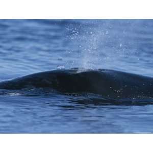 Bowhead Whale Sprays Water Through Its Blowhole After a Long Dive 