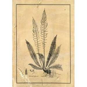   Fern I   Artist Curtis   Poster Size 18 X 24 inches