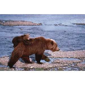  Brown Bear Carrying Cub In Alaska by unknown. Size 36.00 X 