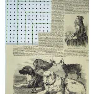   1855 Bernese Girl Chamois St Bernard Dogs Albert Smith