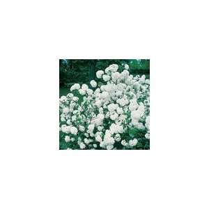  Viburnum Eskimo Shrub Patio, Lawn & Garden