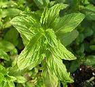 oregano thyme mint hybrid westerfield 3 plants expedited shipping 