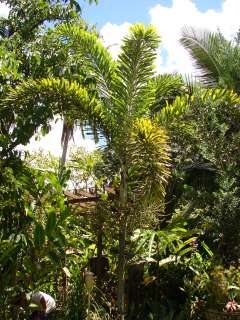 50 Live SEED BLACK Palm SPECTACULAR Normanbya Normanbyi  