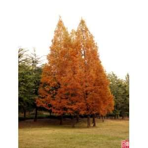  20 DAWN REDWOOD Tree Metasequoia Seeds + Gift & Comb S/H 