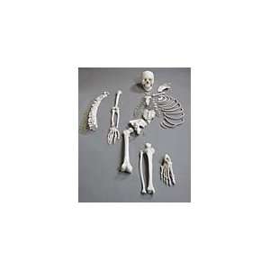 Altay® Disarticulated Half Skeleton  Industrial 