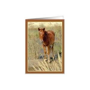 Wild Horse Foal Standing Card