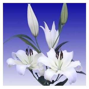 Asiatic Lilies White 20 Flowers 24   28 Long  Grocery 