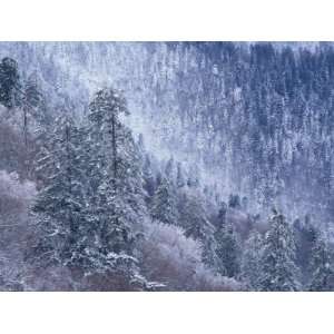 Snowy Trees on Mountain Slope, Morton Overlook, Great Smoky Mountains 