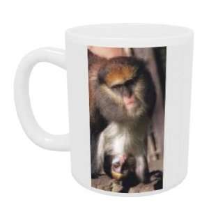  A proud Mona monkey supports her newborn son   Mug 