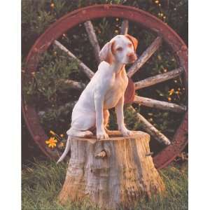  English Pointer Puppy Dog   Photography Poster   16 x 20 