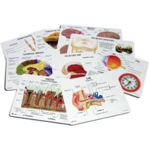  Anatomical Education Card Set Model#AW 810 Everything 