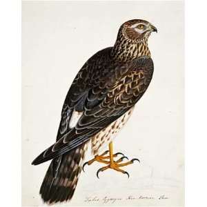 Falco Pygargus, Hen Harrier, Fem by Rev. Christopher Atkinson . Art 
