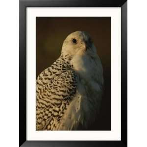  Gyrfalcon (Falco Rusticolus) in its White Phase Art Styles 